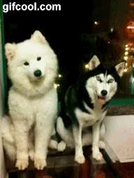 囧雷傻缺GIF图系列130(2)