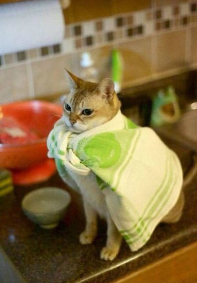 全球趣图精选第50弹(10)