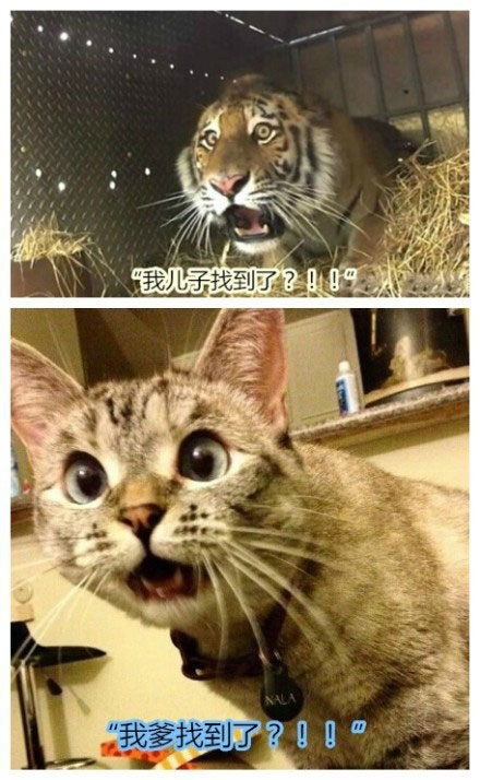 那些神一样的配文搞笑图片(9)