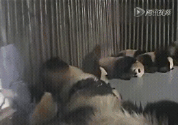 囧雷傻缺GIF图系列135(11)