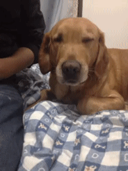 囧雷傻缺GIF图系列135(6)