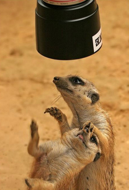 全球趣图精选第56弹(15)