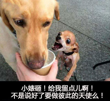 那些神一样的配文搞笑图片(6)