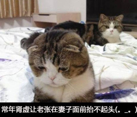 那些神一样的配文搞笑图片(8)