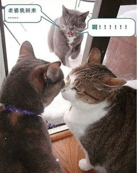 那些神一样的配文搞笑图片(3)