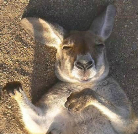 全球趣图精选第54弹(18)