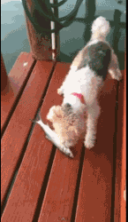 囧雷傻缺GIF图系列134(15)