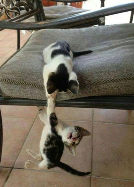 全球趣图精选第56弹(8)