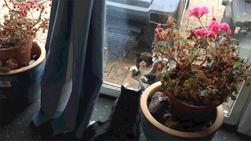 囧雷傻缺GIF图系列135(12)