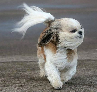 全球趣图精选第53弹(12)