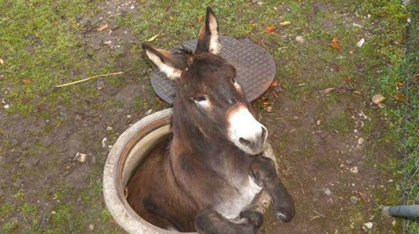 全球趣图精选第54弹(20)