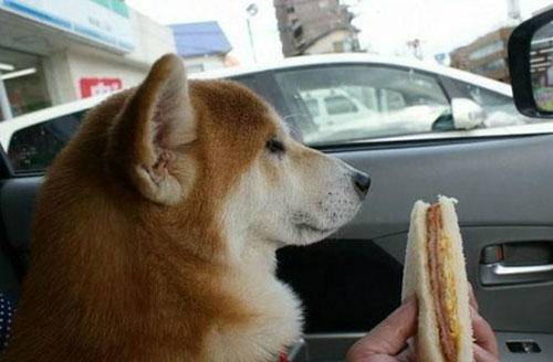 全球趣图精选第55弹(14)