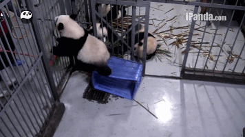 囧雷傻缺GIF图系列135(13)