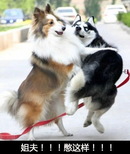 那些神一样的配文搞笑图片(2)