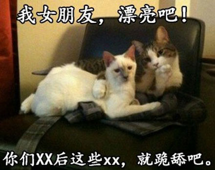 那些神一样的配文搞笑图片(4)