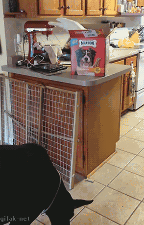 囧雷傻缺GIF图系列135(14)