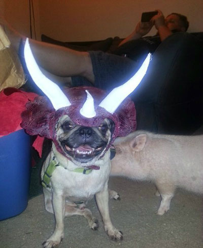 全球趣图精选第53弹(19)