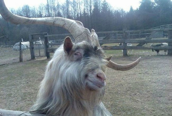 全球趣图精选第55弹(10)