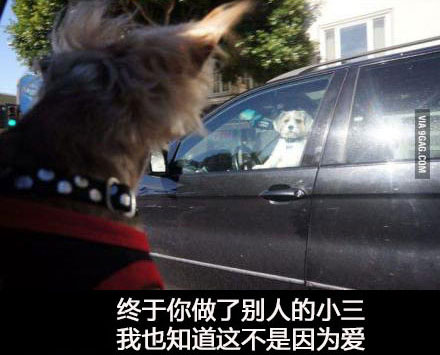 那些神一样的配文搞笑图片(5)