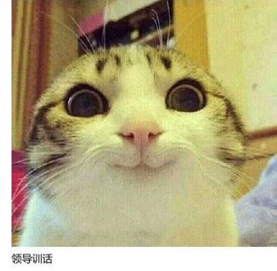 上班族各单位从业者表情萌宠版搞笑图片(21)