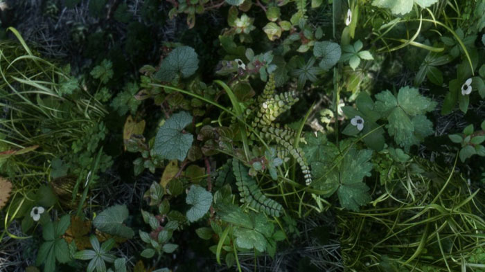 《上古卷轴5》最新MOD精美截图一(14)