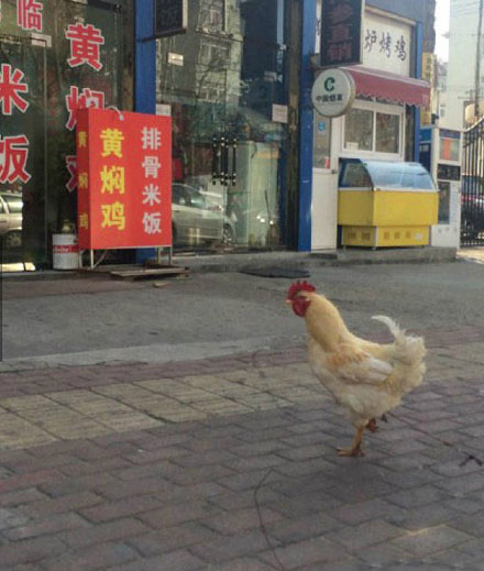 全球趣图精选第60弹(13)