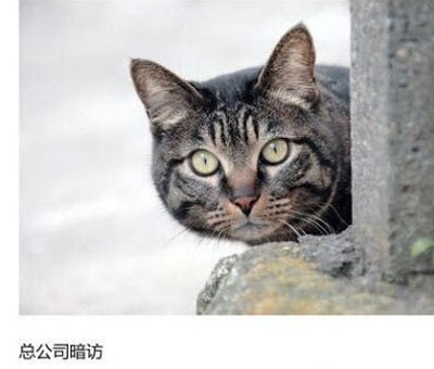 上班族各单位从业者表情萌宠版搞笑图片(22)