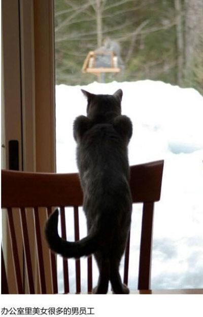 上班族各单位从业者表情萌宠版搞笑图片(10)