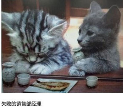 上班族各单位从业者表情萌宠版搞笑图片(14)