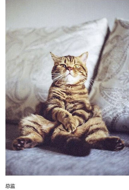 上班族各单位从业者表情萌宠版搞笑图片(4)