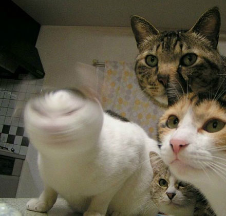 全球趣图精选第58弹(5)