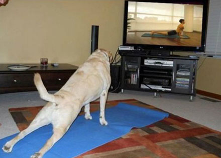 全球趣图精选第59弹(5)