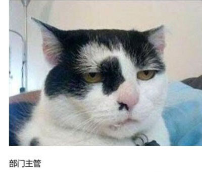 上班族各单位从业者表情萌宠版搞笑图片(15)