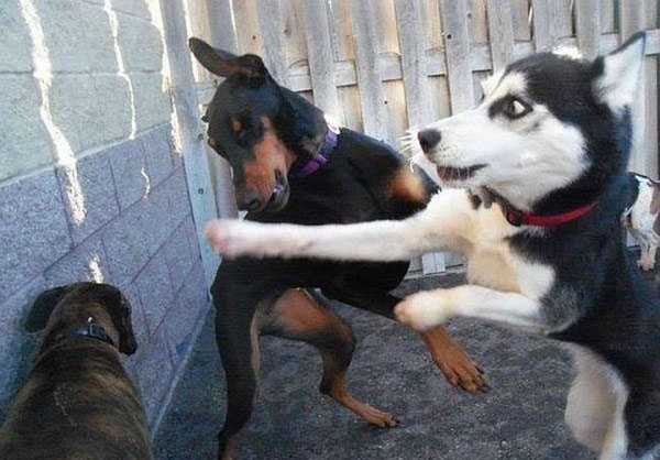 全球趣图精选第58弹(3)