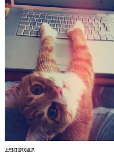 上班族各单位从业者表情萌宠版搞笑图片(23)