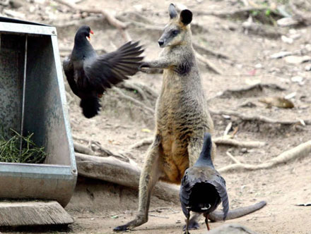 全球趣图精选第59弹(18)