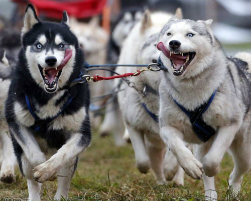 全球趣图精选第58弹(18)