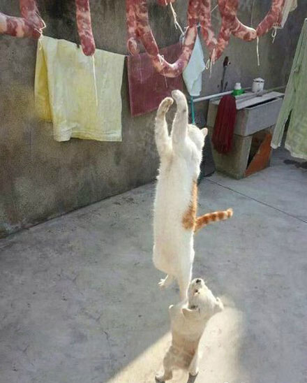 全球趣图精选第58弹(4)