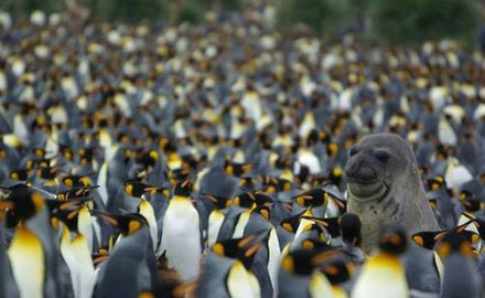 全球趣图精选第58弹(23)