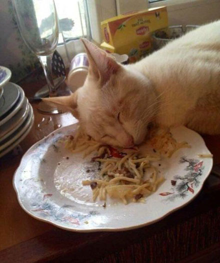 全球趣图精选第58弹(12)