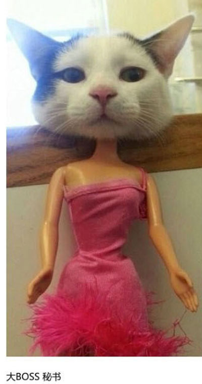 上班族各单位从业者表情萌宠版搞笑图片(2)