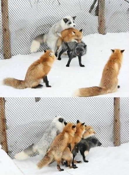 全球趣图精选第57弹(7)