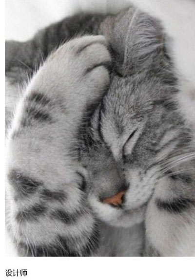 上班族各单位从业者表情萌宠版搞笑图片(18)