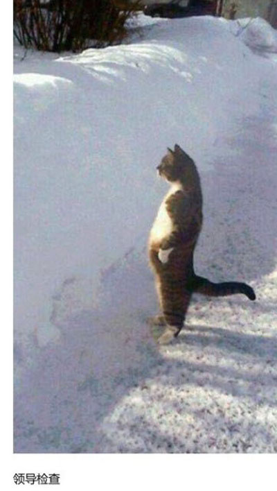 上班族各单位从业者表情萌宠版搞笑图片(7)