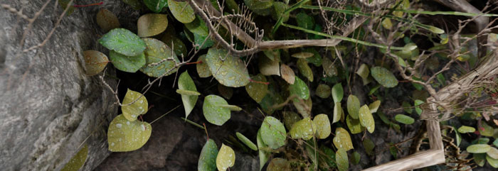 《上古卷轴5》最新MOD精美截图二(4)