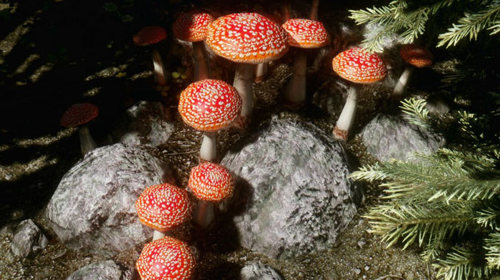 《上古卷轴5》最新MOD精美截图二(6)