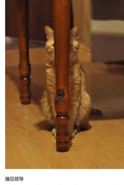 上班族各单位从业者表情萌宠版搞笑图片(8)