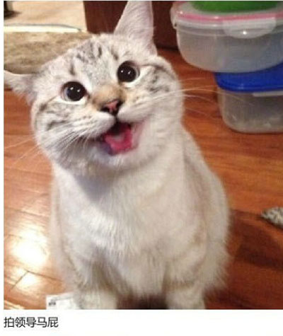 上班族各单位从业者表情萌宠版搞笑图片(9)