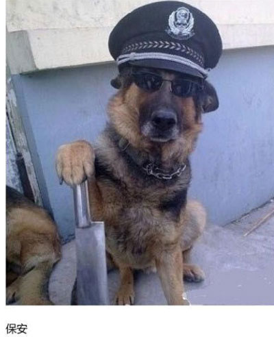 上班族各单位从业者表情萌宠版搞笑图片(24)