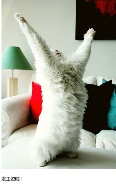 上班族各单位从业者表情萌宠版搞笑图片(25)